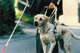 吃瓜娱乐赵小瞒导盲犬,吃瓜娱乐中的温暖瞬间