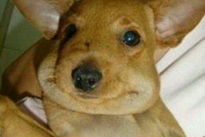 娱乐吃瓜君狗被蜂蜜咬,娱乐吃瓜君的意外“甜蜜”风波